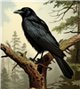Corvus801's avatar