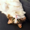 Oosuhkoi's avatar