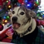 Lvandergriff4's avatar