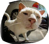 BakOlyve's avatar
