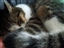 catburger69's avatar