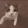 FOXXXXXXXXXX12401's avatar