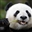 NorthernPandaBear's avatar