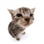 the_latte's avatar