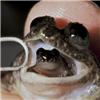 MollyGoshGolly's avatar