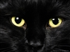 blackcat31102's avatar