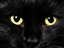 blackcat31102's avatar
