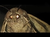 TheMycicle's avatar