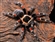 TarantulaEnthusiast's avatar