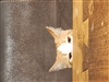 Benubels's avatar