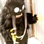 dirtandbonez's avatar