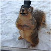 Suavy_Squirrel's avatar