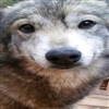 nightraysoul's avatar