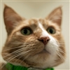 TAPanther's avatar