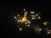 _princey_bk_'s avatar