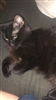 TiTenshi's avatar