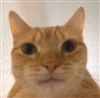 SerbTheJedi's avatar