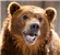 Brumbear05816's avatar