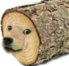 Zip_Fische01's avatar