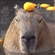 CantaloupeCapybara's avatar
