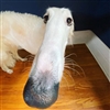 Simon_the_Dragontamer's avatar