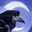 Gobi23's avatar