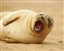 YawningSeal's avatar