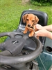 Puppygamer7's avatar