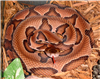 PitViper0717's avatar