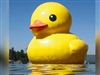RUBBER_DUCK_MAN's avatar