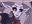 Salvo_Warhammer's avatar