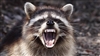 Cheeselord1's avatar