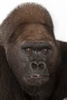 Biscuit602's avatar