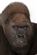 Biscuit602's avatar