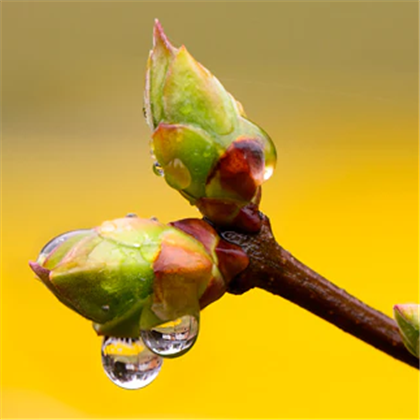 Circle Of Buds Image