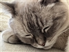 Sisyrx's avatar
