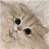 UniChen's avatar