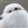 Niskiko's avatar