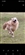 Goldendoggy22195640's avatar