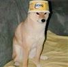froggothedoggo47972's avatar