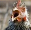 Le_Mad_Rooster's avatar