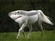 Gulpmissle11's avatar