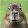 dobbinsjoli's avatar