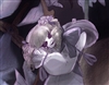 ForgottenBoy's avatar