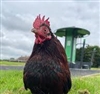 BiglyChicken's avatar