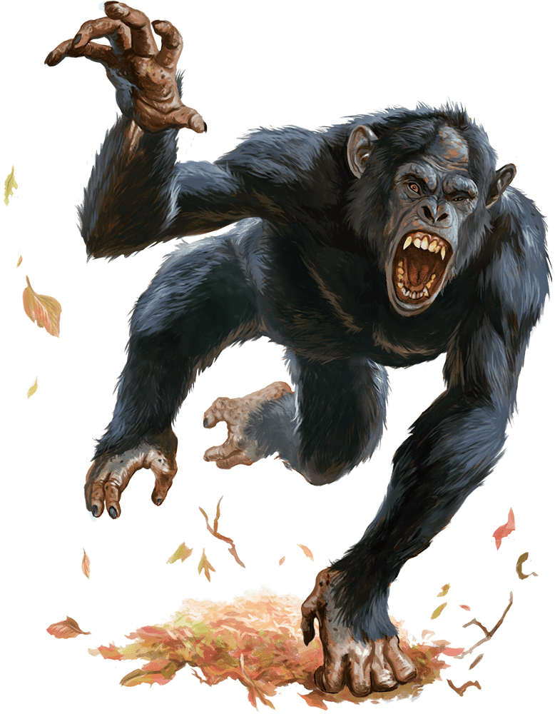 Ape