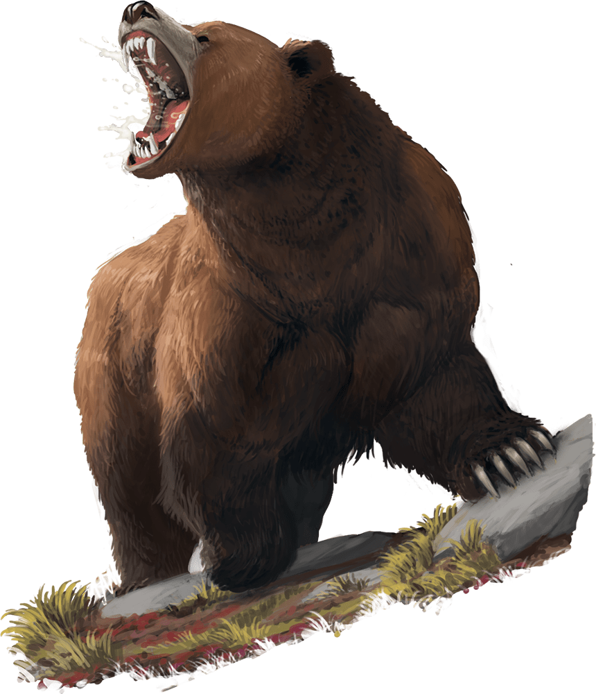Bear D