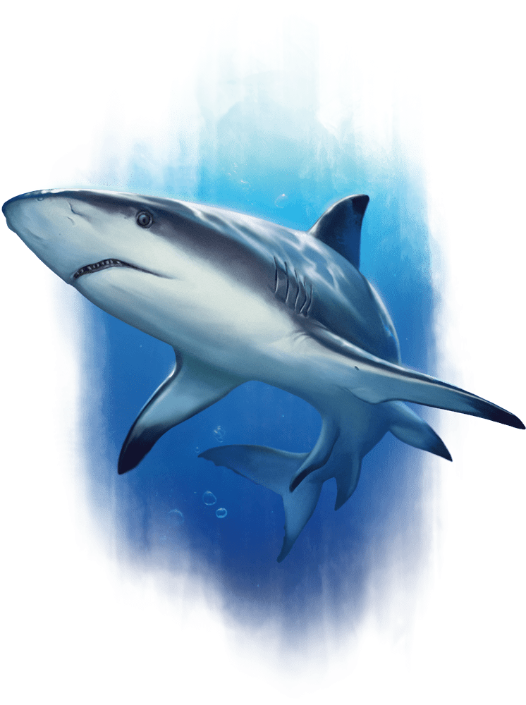Reef Shark