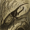 guavabeetle's avatar