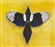 Vedar's avatar